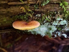 Tricholomopsis rutilans