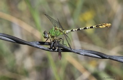 Erpetogomphus crotalinus