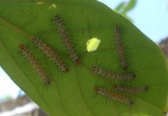 Leucotmemis nexa
