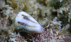 Conus nanus