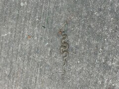 Malpolon monspessulanus