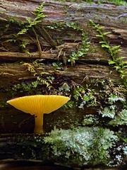 Tricholomopsis rutilans