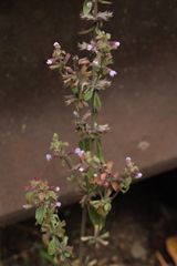 Dracocephalum thymiflorum