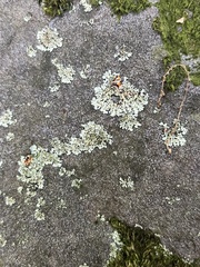 Phaeophyscia rubropulchra