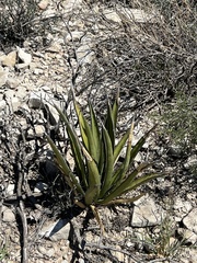 Agave lechuguilla