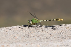 Erpetogomphus crotalinus