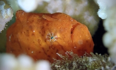 Antennatus tuberosus