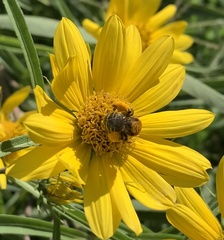 Melissodes trinodis