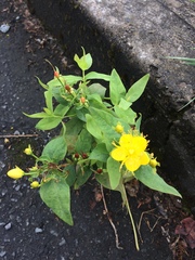 Hypericum hircinum