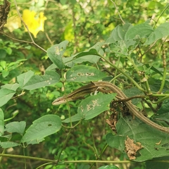 Takydromus septentrionalis