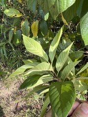 Frangula caroliniana