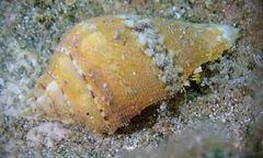Maculastrombus maculatus