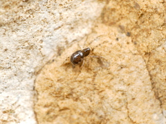 Enoplognatha
