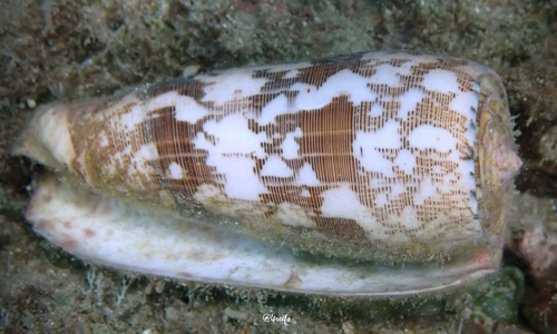Conus striatus oahuensis observed 2022-09-04