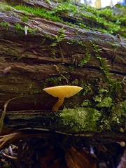 Tricholomopsis rutilans