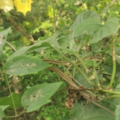 Takydromus septentrionalis