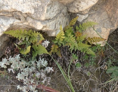 Asplenium adiantum-nigrum adiantum-nigrum