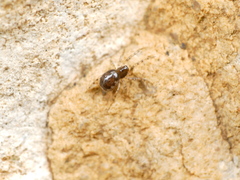 Enoplognatha