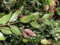 Uromyrtus australis