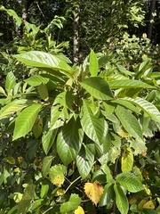 Frangula caroliniana