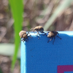 Mononychus punctumalbum