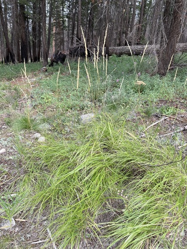 Image of Calamagrostis rubescens by (c) Matt Berger, some rights reserved (CC BY)