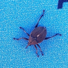 Mononychus punctumalbum