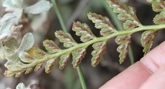 Asplenium adiantum-nigrum adiantum-nigrum