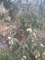Eucalyptus radiata
