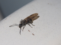Myrma