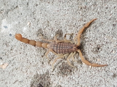 Aegaeobuthus gibbosus