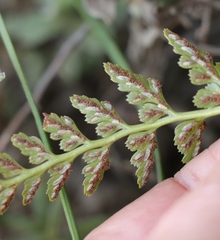 Asplenium adiantum-nigrum adiantum-nigrum