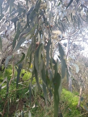 Eucalyptus radiata
