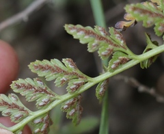 Asplenium adiantum-nigrum adiantum-nigrum
