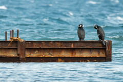 Phalacrocorax capillatus