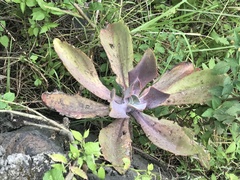 Echeveria gibbiflora