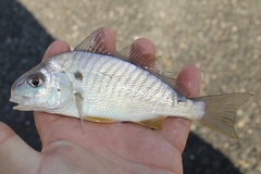 Leiostomus xanthurus