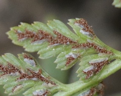 Asplenium adiantum-nigrum adiantum-nigrum