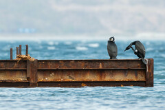 Phalacrocorax capillatus