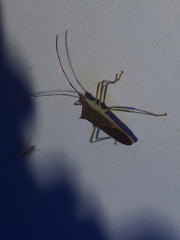 Paradasynus spinosus