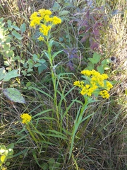 Solidago ohioensis