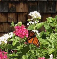 Danaus plexippus