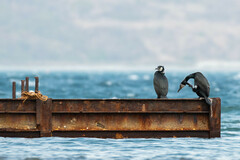 Phalacrocorax capillatus