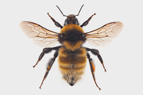 Great Yellow Bumble Bee