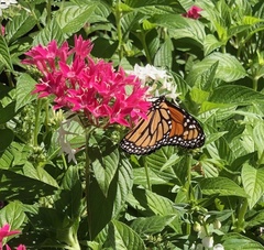 Danaus plexippus