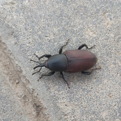 Sphenophorus abbreviatus