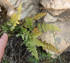 Asplenium adiantum-nigrum adiantum-nigrum