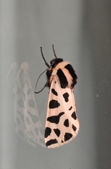 Cymbalophora pudica