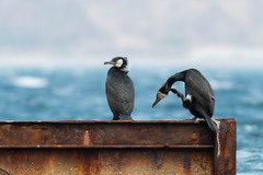 Phalacrocorax capillatus
