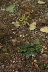 Dracocephalum thymiflorum